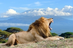 Amboseli-National-Park-male-lion
