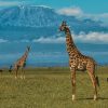 Amboseli-National-Park.jpg