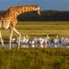 Rothschilds-giraffe-in-Lake-Nakuru-National-Park.jpg