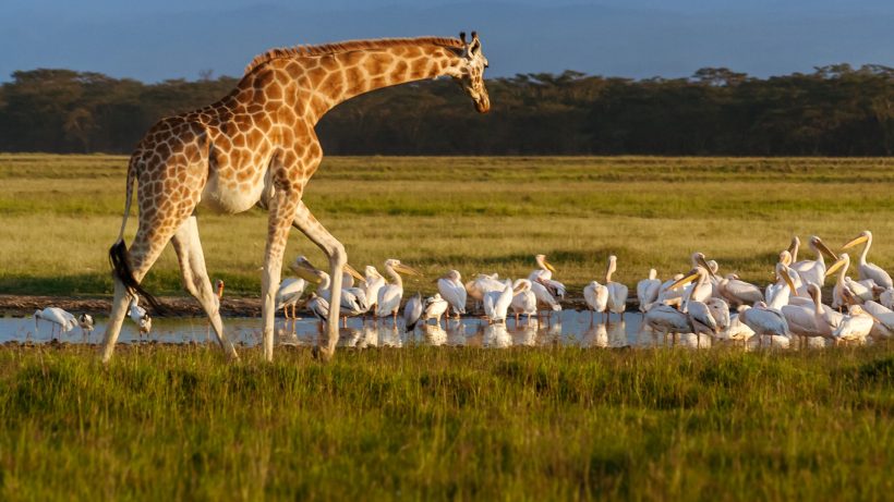 Rothschilds-giraffe-in-Lake-Nakuru-National-Park.jpg