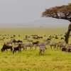 field-with-zebras-and-blue-wildebeest_192248950.jpg