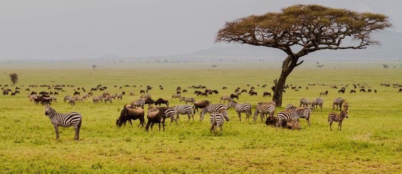 field-with-zebras-and-blue-wildebeest_192248950.jpg